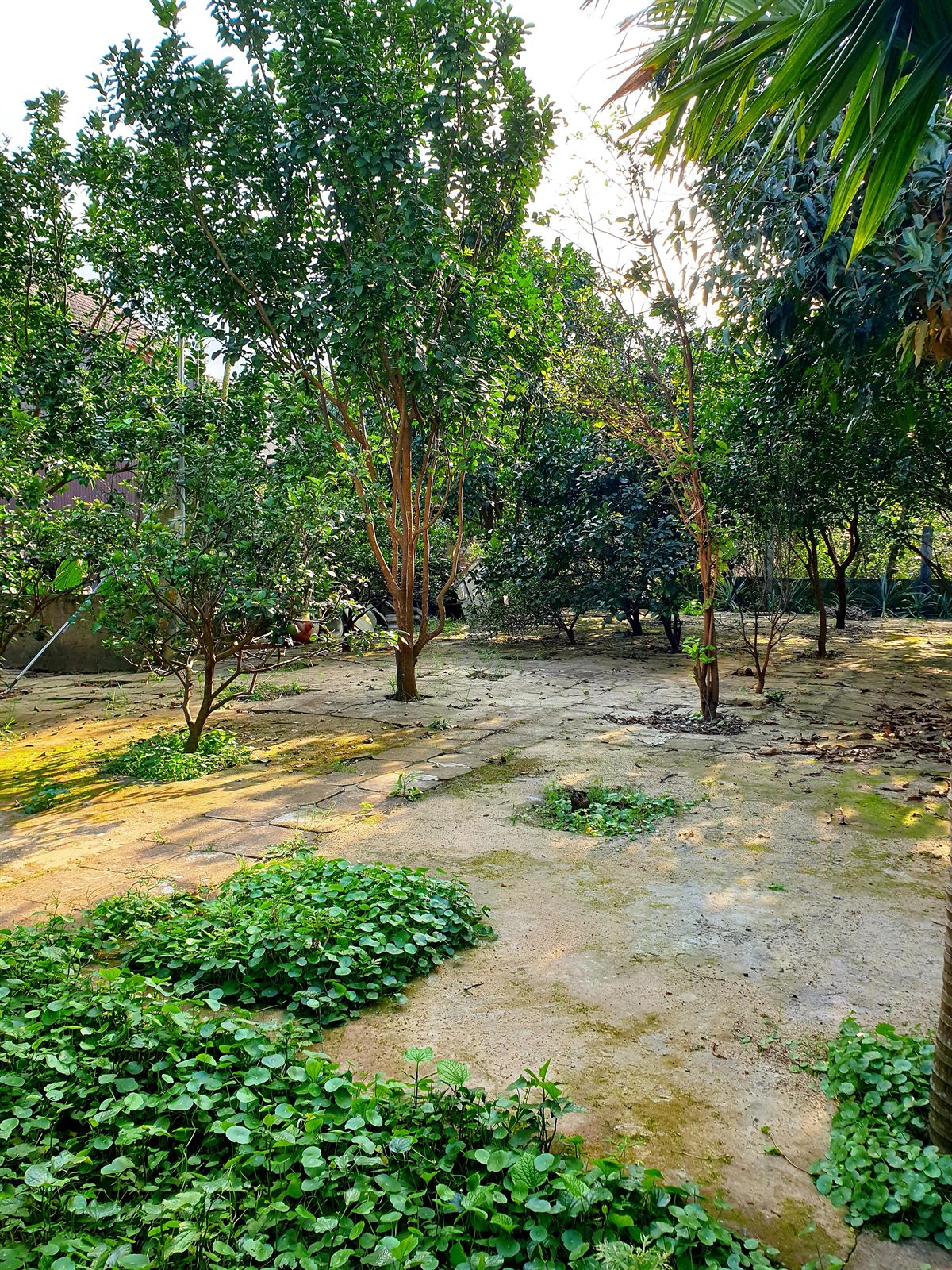 Homestay Miệt Vườn Ven Sông Trung An